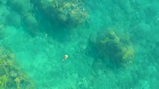 PLAYA ACAPULQUITO LOS CABOS BCS MEXICO-2021: Small Fish Swimming in Clear Turquoise Water
