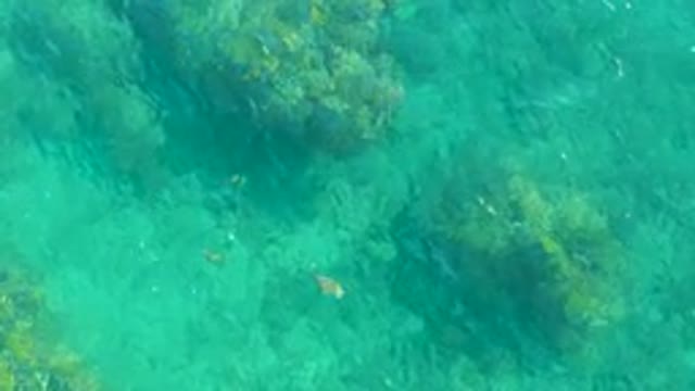 PLAYA ACAPULQUITO LOS CABOS BCS MEXICO-2021: Small Fish Gliding in Clear Turquoise Water Over Rocky Seabed