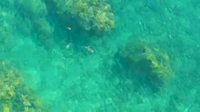 PLAYA ACAPULQUITO LOS CABOS BCS MEXICO-2021: Small Fish Swimming Among Algae-covered Rocks in Clear Water