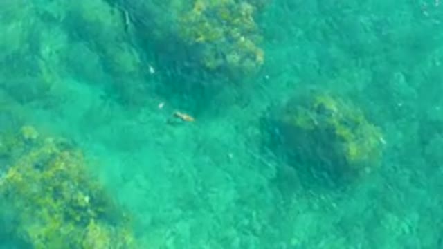 PLAYA ACAPULQUITO LOS CABOS BCS MEXICO-2021: Small Fish Swimming Among Rocky Seabed in Clear Water