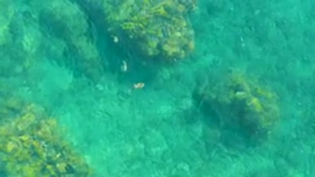 PLAYA ACAPULQUITO LOS CABOS BCS MEXICO-2021: Small Fish Swimming Among Algae-Covered Rocks in Clear Water