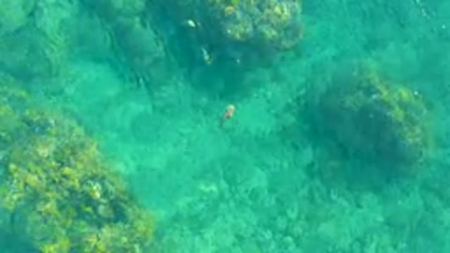 PLAYA ACAPULQUITO LOS CABOS BCS MEXICO-2021: Small Fish Swimming Among Rocky Seabed Algae