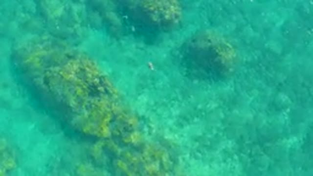 PLAYA ACAPULQUITO LOS CABOS BCS MEXICO-2021: Fish Swimming in Clear Turquoise Water Over Rocky Seabed