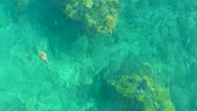 PLAYA ACAPULQUITO LOS CABOS BCS MEXICO-2021: Fish Swimming in Clear Shallow Turquoise Water