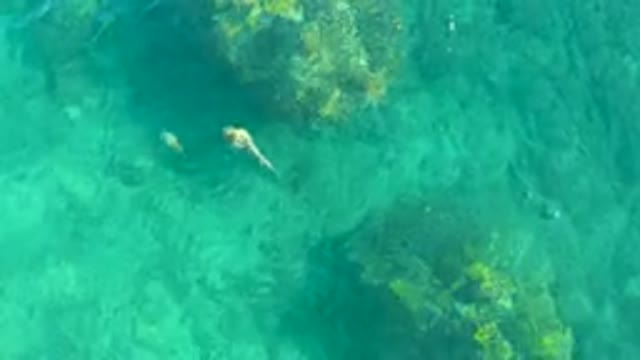 PLAYA ACAPULQUITO LOS CABOS BCS MEXICO-2021: Small Fish Swimming in Clear Turquoise Water