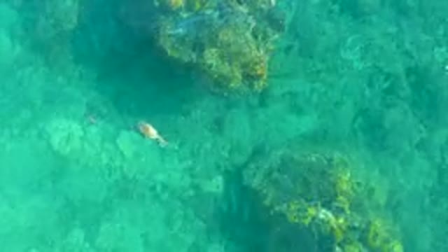 PLAYA ACAPULQUITO LOS CABOS BCS MEXICO-2021: Sea Otter Swimming in Clear Turquoise Water