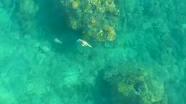 PLAYA ACAPULQUITO LOS CABOS BCS MEXICO-2021: Fish Swimming in Clear Shallow Water Over Rocks