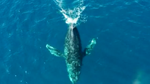 BUZZARDS EAST CAPE LOS CABOS BCS MEXICO-2022: Humpback Whale Breaching and Diving in Ocean