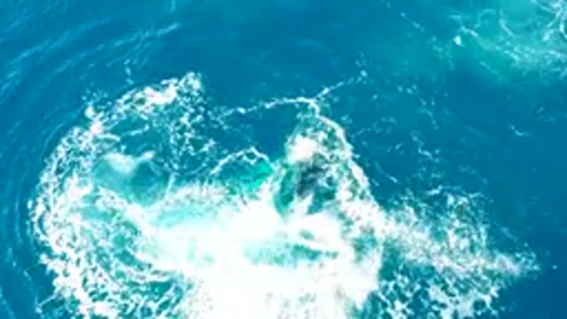 BUZZARDS EAST CAPE LOS CABOS BCS MEXICO-2022: Whale's Tail Slapping Ocean Surface