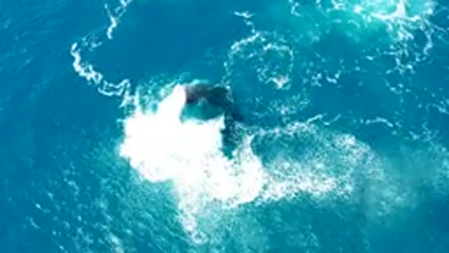 BUZZARDS EAST CAPE LOS CABOS BCS MEXICO-2022: Humpback Whale Tail Slapping Ocean Water