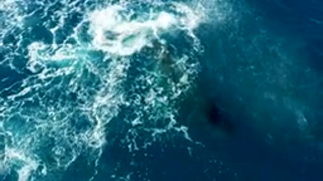 BUZZARDS EAST CAPE LOS CABOS BCS MEXICO-2022: Humpback Whale Surfacing and Diving in Ocean