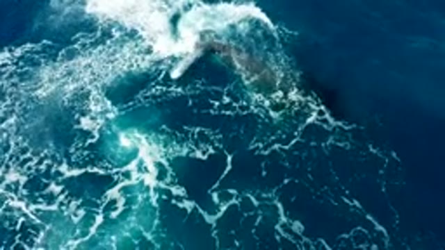 BUZZARDS EAST CAPE LOS CABOS BCS MEXICO-2022: Whale's Tail Slapping Ocean Surface