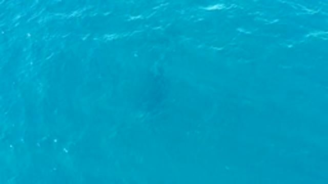 BUZZARDS EAST CAPE LOS CABOS BCS MEXICO-2022: Large Marine Creature Gliding Under Turquoise Ocean Surface