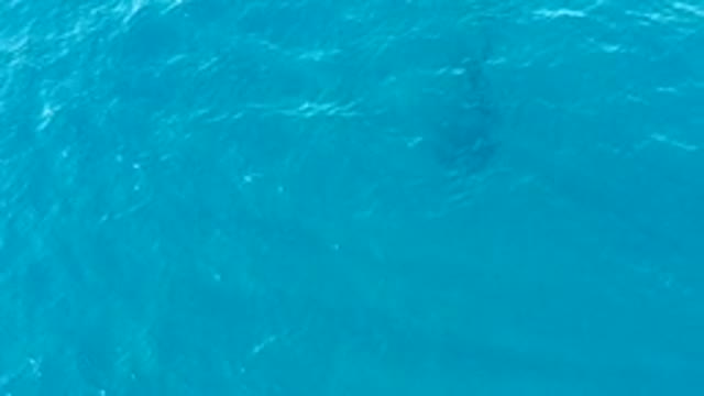 BUZZARDS EAST CAPE LOS CABOS BCS MEXICO-2022: Whale Swimming Beneath Clear Ocean Surface