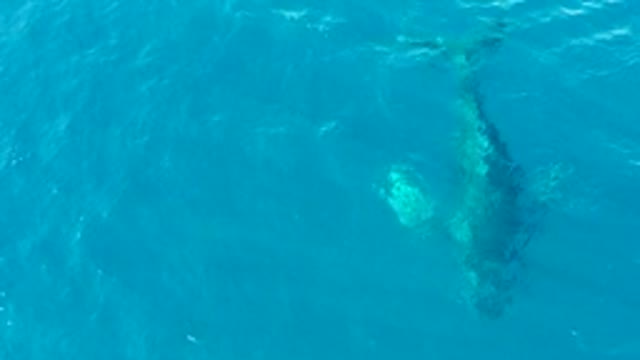 BUZZARDS EAST CAPE LOS CABOS BCS MEXICO-2022: Overhead View of a Whale Diving in Clear Blue Water