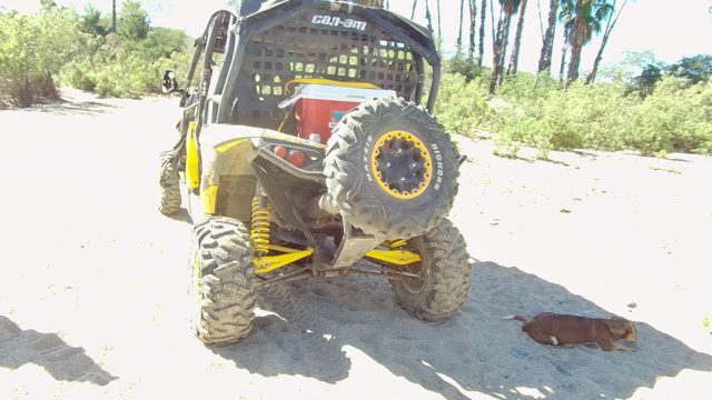 LOS CABOS BCS MEXICO-2022: Dog Resting Near Off-Road Vehicle on Sandy Ground