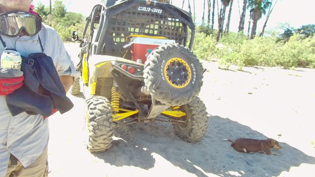LOS CABOS BCS MEXICO-2022: Man Interacting with Small Dog Near UTV on Sandy Ground