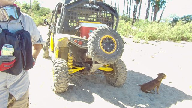 LOS CABOS BCS MEXICO-2022: Person with UTV and Dog on Sandy Trail
