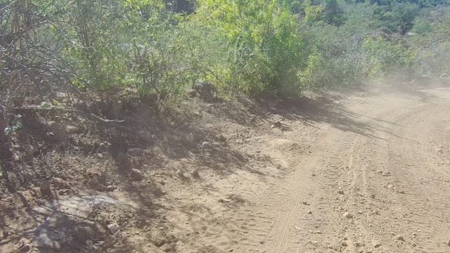 LOS CABOS BCS MEXICO-2022: Vehicle Driving on Dusty Dirt Road Through Forest