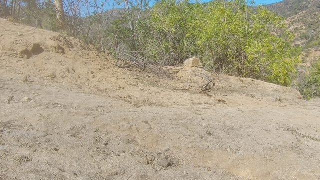 LOS CABOS BCS MEXICO-2022: Small Animal Moving Across Sandy Terrain