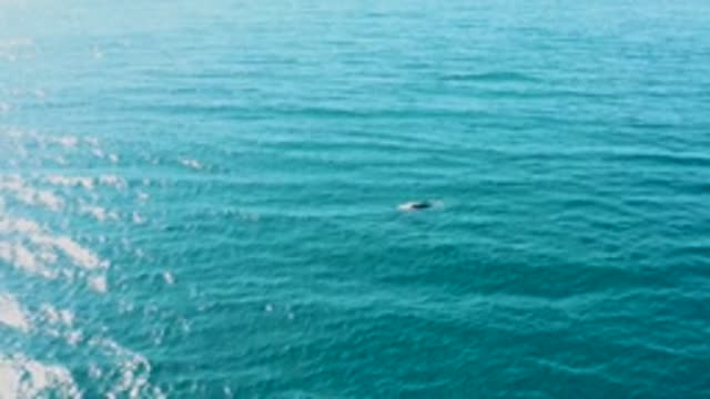 EL TULE LOS CABOS BCS MEXICO-2022: Whale Surfacing and Submerging in the Ocean