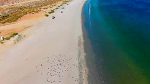SAN JUANICO BCS MEXICO-2022: Vehicles Moving Along Sandy Beach with Ocean Waves