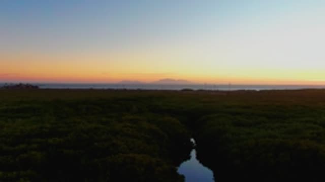 SAN CARLOS BCS MEXICO-2022: Boat Moving Through Forest Waterway at Sunset