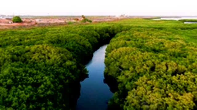 SAN CARLOS BCS MEXICO-2022: Dense Forest River From Above