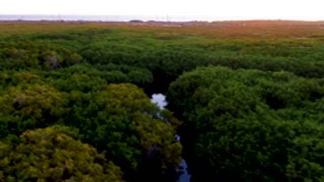 SAN CARLOS BCS MEXICO-2022: River Winding Through Dense Forest Canopy