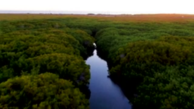 SAN CARLOS BCS MEXICO-2022: River Winding Through Dense Forest Canopy