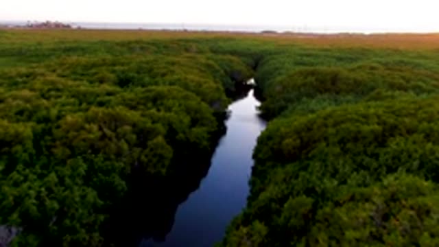 SAN CARLOS BCS MEXICO-2022: River Flowing Through Lush Forest Canopy