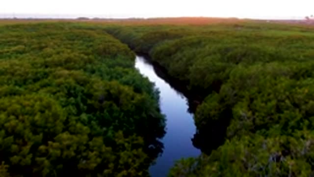 SAN CARLOS BCS MEXICO-2022: Winding River Through Dense Forest Canopy