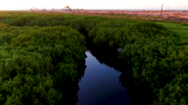 SAN CARLOS BCS MEXICO-2022: Narrow River Winding Through Dense Green Forest