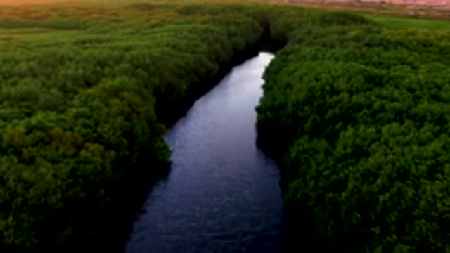 SAN CARLOS BCS MEXICO-2022: Winding River Through Dense Forest Canopy