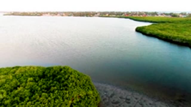 SAN CARLOS BCS MEXICO-2022: Mangrove-lined Waterway with Receding Shoreline