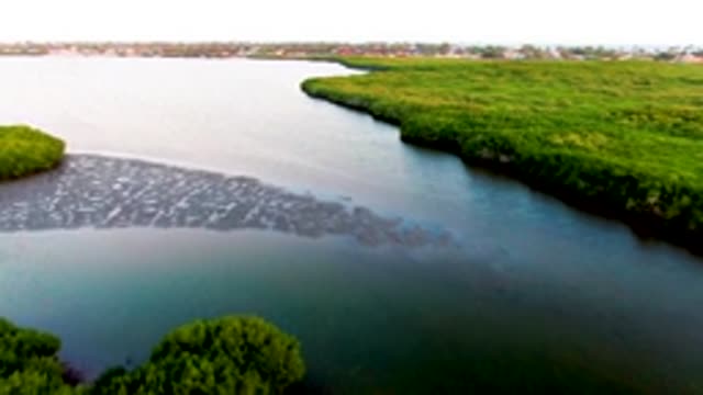 SAN CARLOS BCS MEXICO-2022: Muddy Water Channel with Lush Green Shores