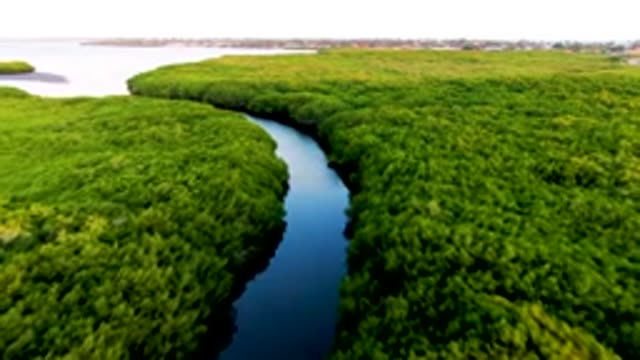 SAN CARLOS BCS MEXICO-2022: Winding River Through Lush Mangrove Forest