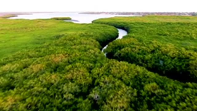 SAN CARLOS BCS MEXICO-2022: Winding River Flowing Through Lush Forest