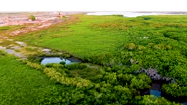 SAN CARLOS BCS MEXICO-2022: Lush Wetland with Ponds and Green Vegetation