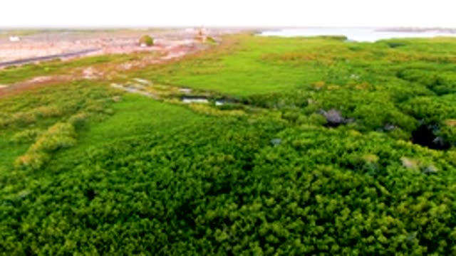 SAN CARLOS BCS MEXICO-2022: Lush Green Wetland and Distant Development