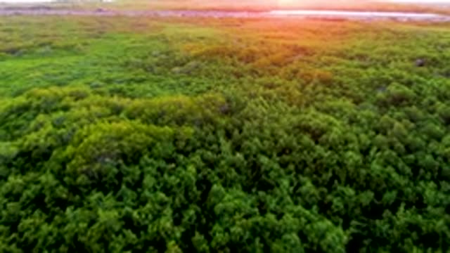 SAN CARLOS BCS MEXICO-2022: Aerial Flight Over Forest at Sunset
