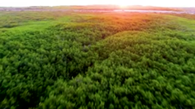 SAN CARLOS BCS MEXICO-2022: Aerial Flight Over Lush Forest at Sunset
