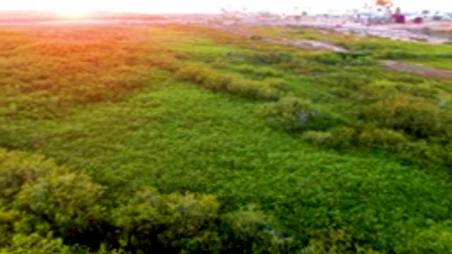 SAN CARLOS BCS MEXICO-2022: Sunset over Forest and Open Fields