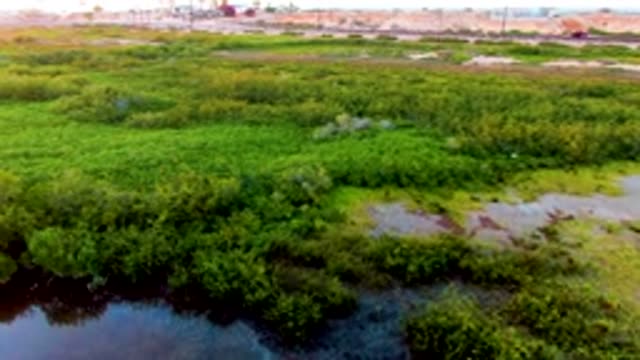 SAN CARLOS BCS MEXICO-2022: Wetland Greenery and Distant Urban Development