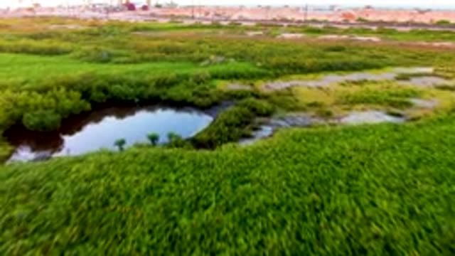 SAN CARLOS BCS MEXICO-2022: Wetland with Water Channels and Dense Green Vegetation