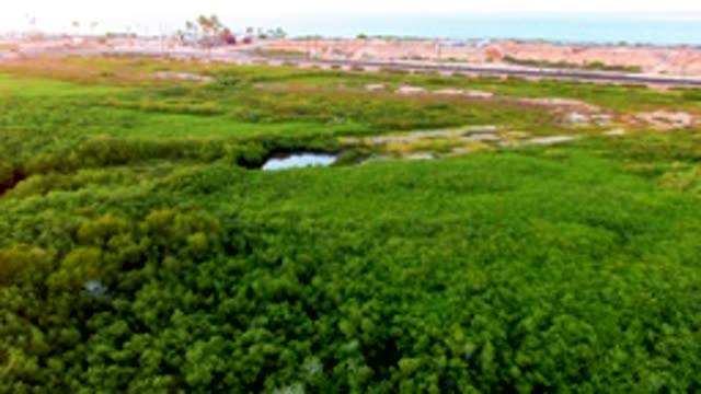 SAN CARLOS BCS MEXICO-2022: Lush Wetland with Road and Passing Vehicle