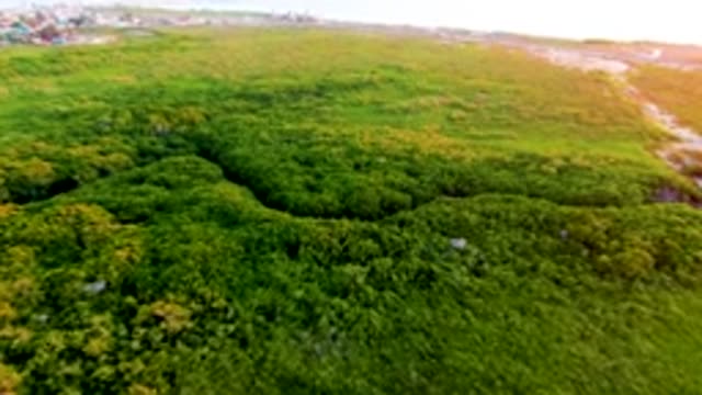 SAN CARLOS BCS MEXICO-2022: Aerial Descent Over Lush Coastal Forest