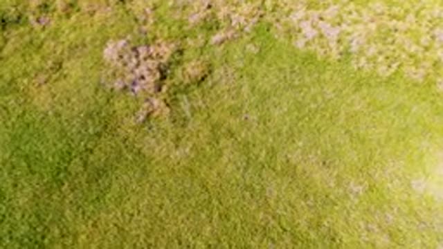 SAN CARLOS BCS MEXICO-2022: Aerial Approach to Purple Flower Patches in a Grassy Field