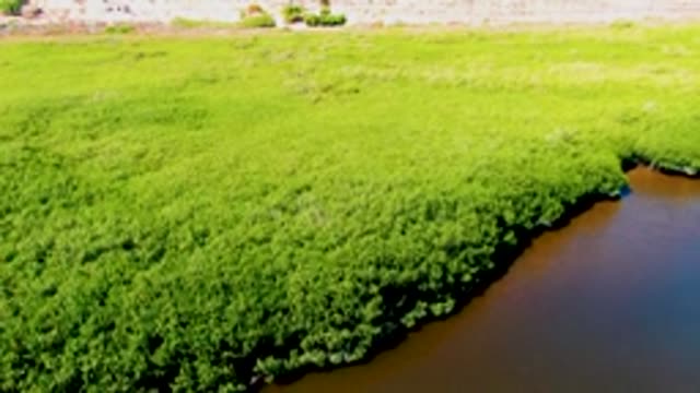 SAN CARLOS BCS MEXICO-2022: Mangrove Shoreline Water Level Dropping