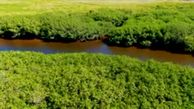 SAN CARLOS BCS MEXICO-2022: Winding River Through Lush Forest Canopy